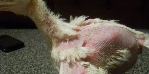 Šta učiniti ako su pilići kanibalisti